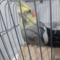 عروس هلندی نر