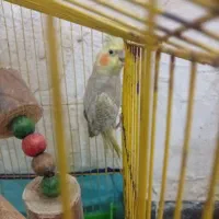 عروس هلندی ماده