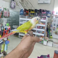 بزرگترین پت شاپ و قصر پرنده در سمنان|پرنده|سمنان, |دیوار