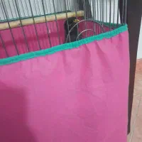 مرغ مینای افغان