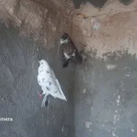 فروش تعدادی کبوتر