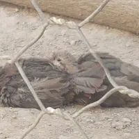 جوجه چهار ماهه پرورشی|پرنده|گیلان غرب, |دیوار