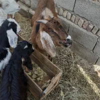 گوسفند ابستن