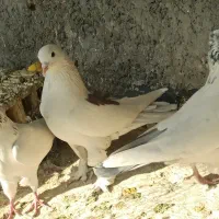 7 عدد کفتر پرشی مطمئن|پرنده|اصفهان, ارغوانیه|دیوار