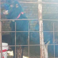 بزغاله نرشیرازی عتیقه