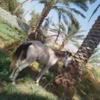 اسب سالم|اسب و تجهیزات اسب‌سواری|جیرفت, |دیوار