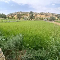 باغ-ویلا