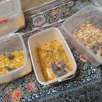 گرینچیک کوتوله برزیلی قناری ملنگو