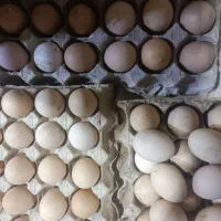 تخم مرغ نطفه دار کاکولی گردن لخت