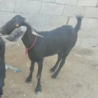 فروشی بز با بزغاله نر|حیوانات مزرعه|چابهار, |دیوار