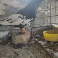 یک کبوتر نر سینه ای قواره دار