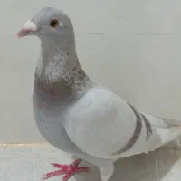 فروشی بشرط