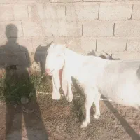 بز گلابی|حیوانات مزرعه|میناب, |دیوار