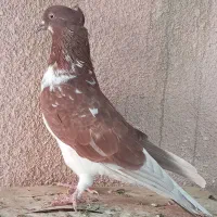 کبوتر کفتر  پرشی و نفش