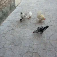 مرغ