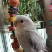 تعداد ۷ عدد کوتوله