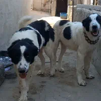 سگ قهدریجانی