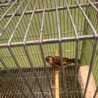 ماده‌سهره داغ سر نشون دار جفتی با سهره|پرنده|شهریار, شهریار|دیوار