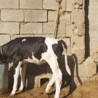 حیوانات مزرعه|حیوانات مزرعه|گتوند, |دیوار