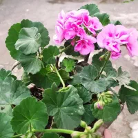 گل های سینره 5-10-هزار شمعدانی 100و150هزار|گل و گیاه طبیعی|تالش, هشتپر|دیوار