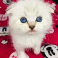 گربه چینچیلا (چشم آبی )