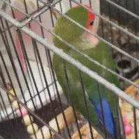 طوطی برزیلی