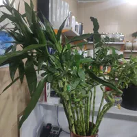 بامبو|گل و گیاه طبیعی|کرمان, |دیوار