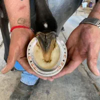 قیار ونعلبندی