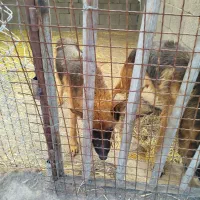 سگ ژرمن شپرد