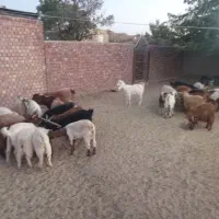 بز گیسه کره نری|حیوانات مزرعه|زرند, |دیوار