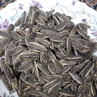 تخمه آفتابگردان تازه