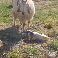 بز کره بز اوست سنگین|حیوانات مزرعه|کرمان, |دیوار