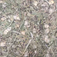 اسپند|صنایع دستی و سایر لوازم تزئینی|یزد, |دیوار