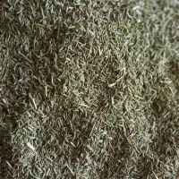 فروش ۴۷۰کیلو زیره سبز قزوین