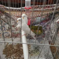 دوتامرغ عشق سالم وسرحال