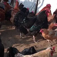 تخم مرغ نطفه دار. اصلاح شده گلپایگان|حیوانات مزرعه|اطاقور, |دیوار