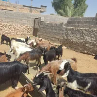 فروش 70 عددبز داشتی|حیوانات مزرعه|کازرون, |دیوار