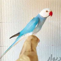 فروش انواع طوطی ملنگو و عروس هلندی