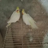 عروس هلندی.وتخم..توضیحات