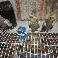 عروس هلندی3جفت