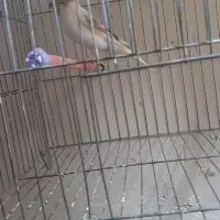 قناری نر آماده