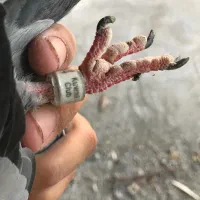 سبز نر|پرنده|میان ولایت, |دیوار