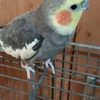 عروس هلندی نره مست مست اماده سخنگو|پرنده|تهران, امین حضور|دیوار