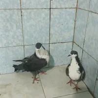 کبوتر کرباتی معاوضه طوطی عروس مینا|پرنده|مشهد, موعود|دیوار