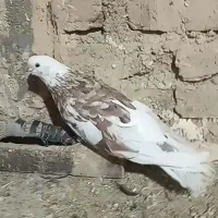 سلور نر فروشی|پرنده|صائین قلعه, |دیوار