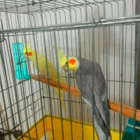 عروس هلندی مولد