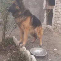 ژرمن ماده|سگ|کبودرآهنگ, |دیوار