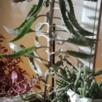 چند عدد گلدان به همراه گل فروخته میشود|گل و گیاه طبیعی|قم, پردیسان|دیوار