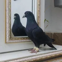 کفتر کرمونی و سوسکی