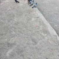 چند عدد سبز بازی کن
